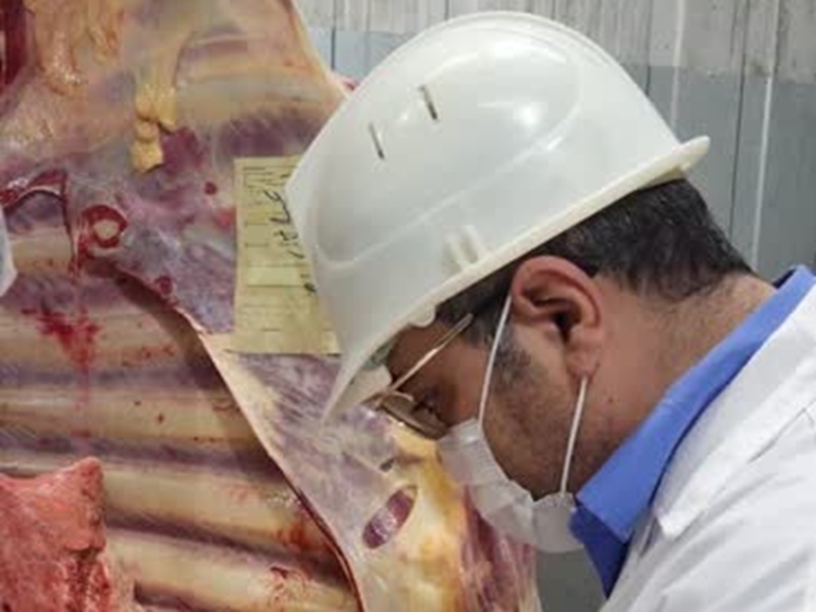 نظارت بهداشتی کارشناسان دامپزشکی تربت حیدریه بر 8 راس گوساله ذبح شده در اثر برق گرفتگی